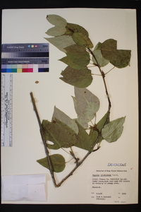 Populus trichocarpa image